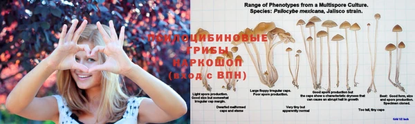 хмурый Алексеевка